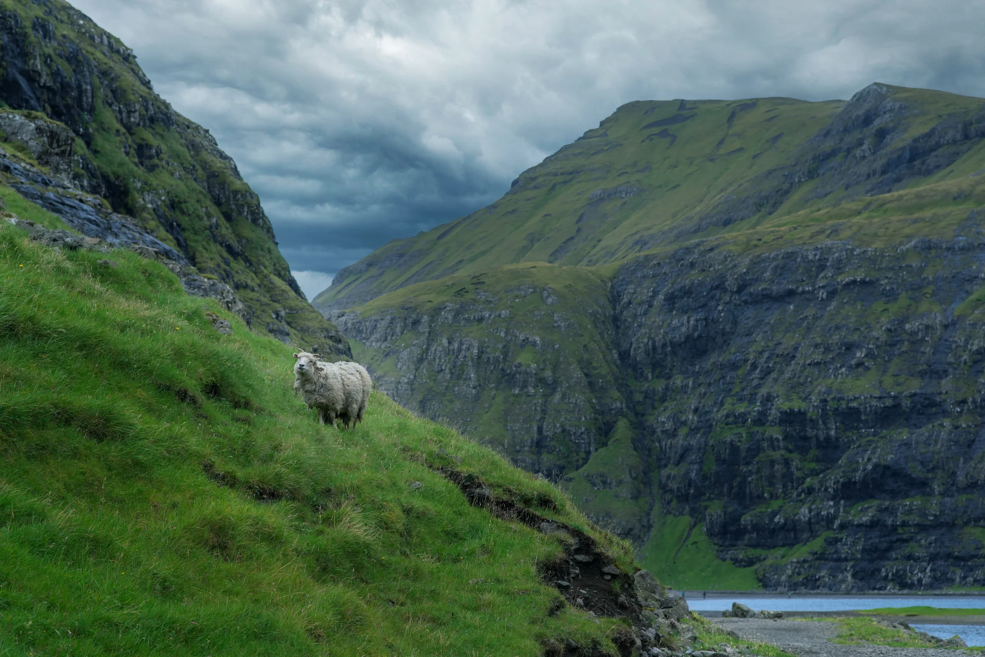 Moutons sur un sentier dominant le fjord