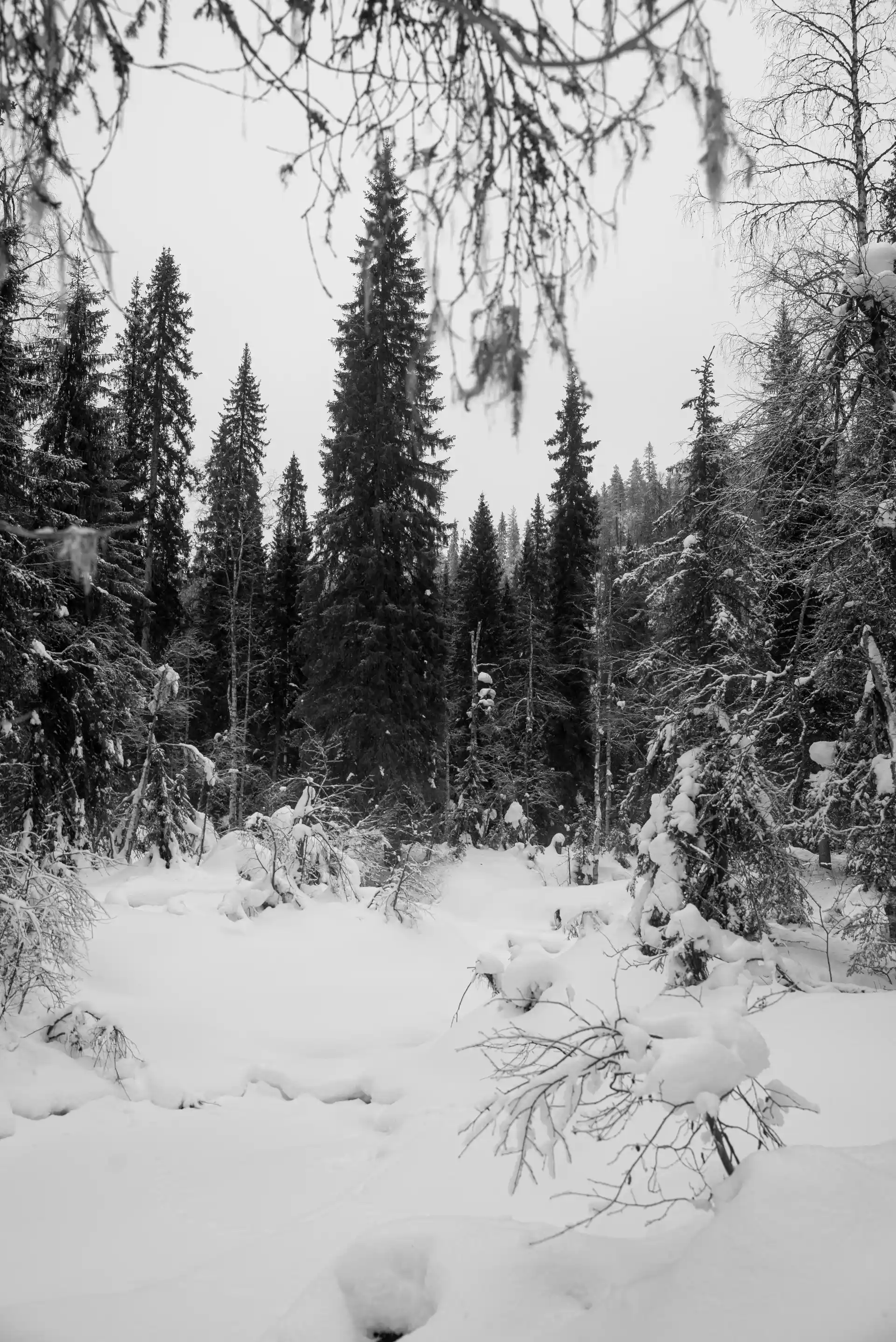 Tirage fine art N&B — Forêt sous la neige