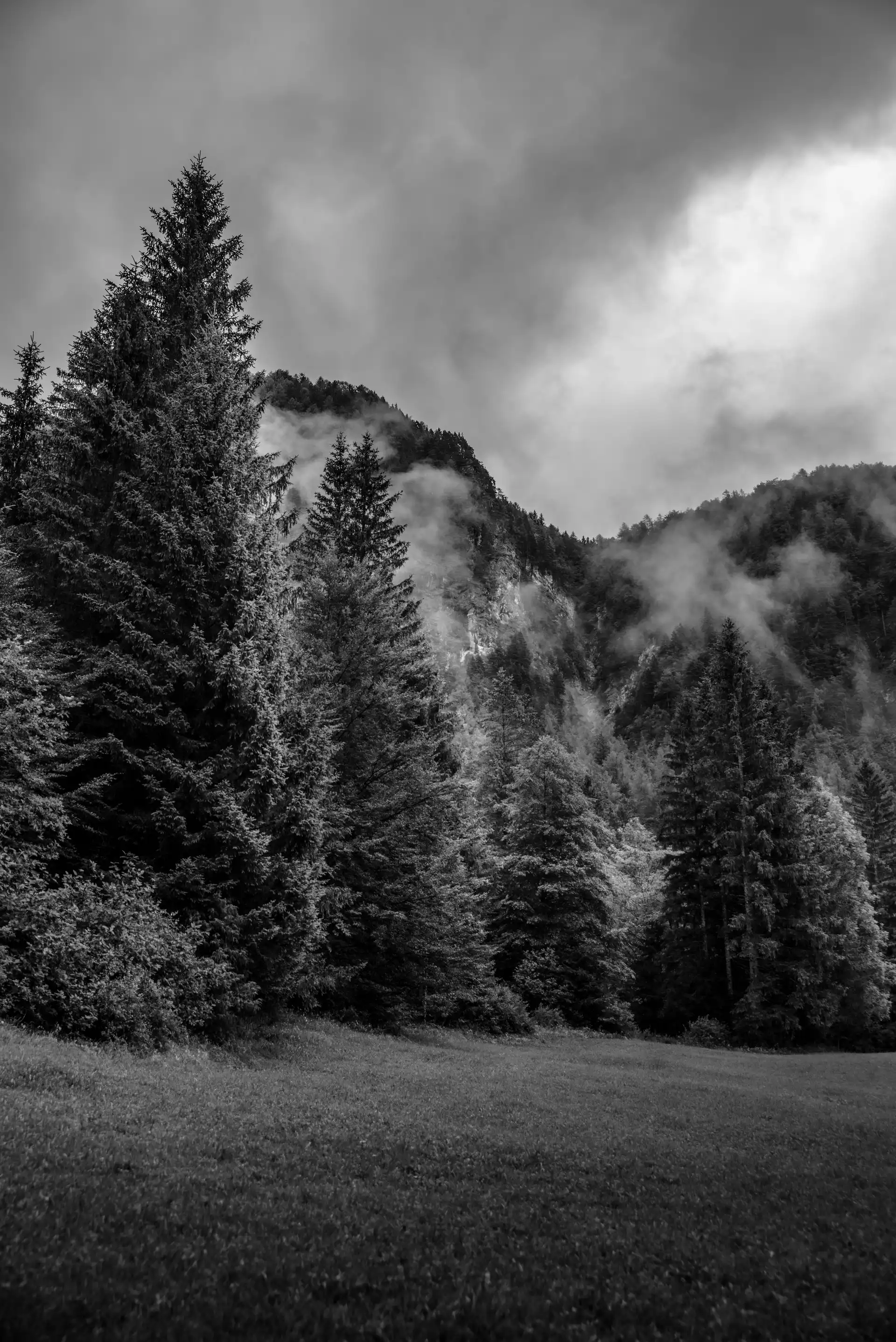 Tirage fine art N&B — Forêt et montagnes