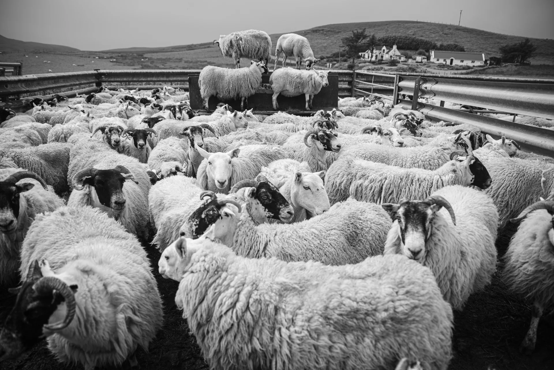 Tirage fine art N&B — Troupeau de moutons