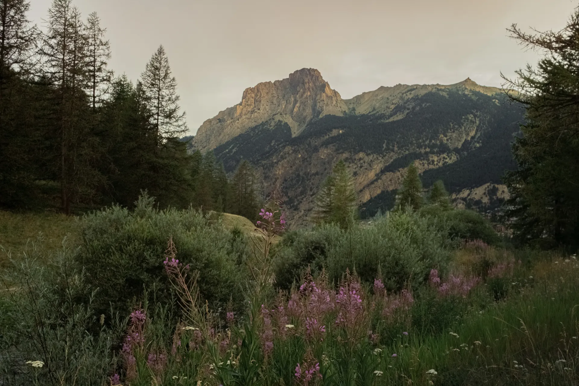 Tirage fine art — Montagne et fleurs sauvages