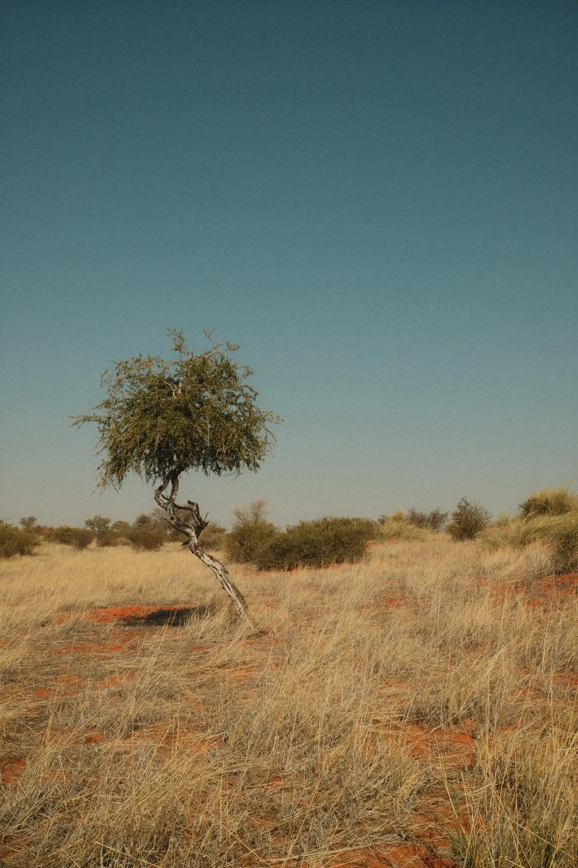 Acacia solitaire dans la savane dorée