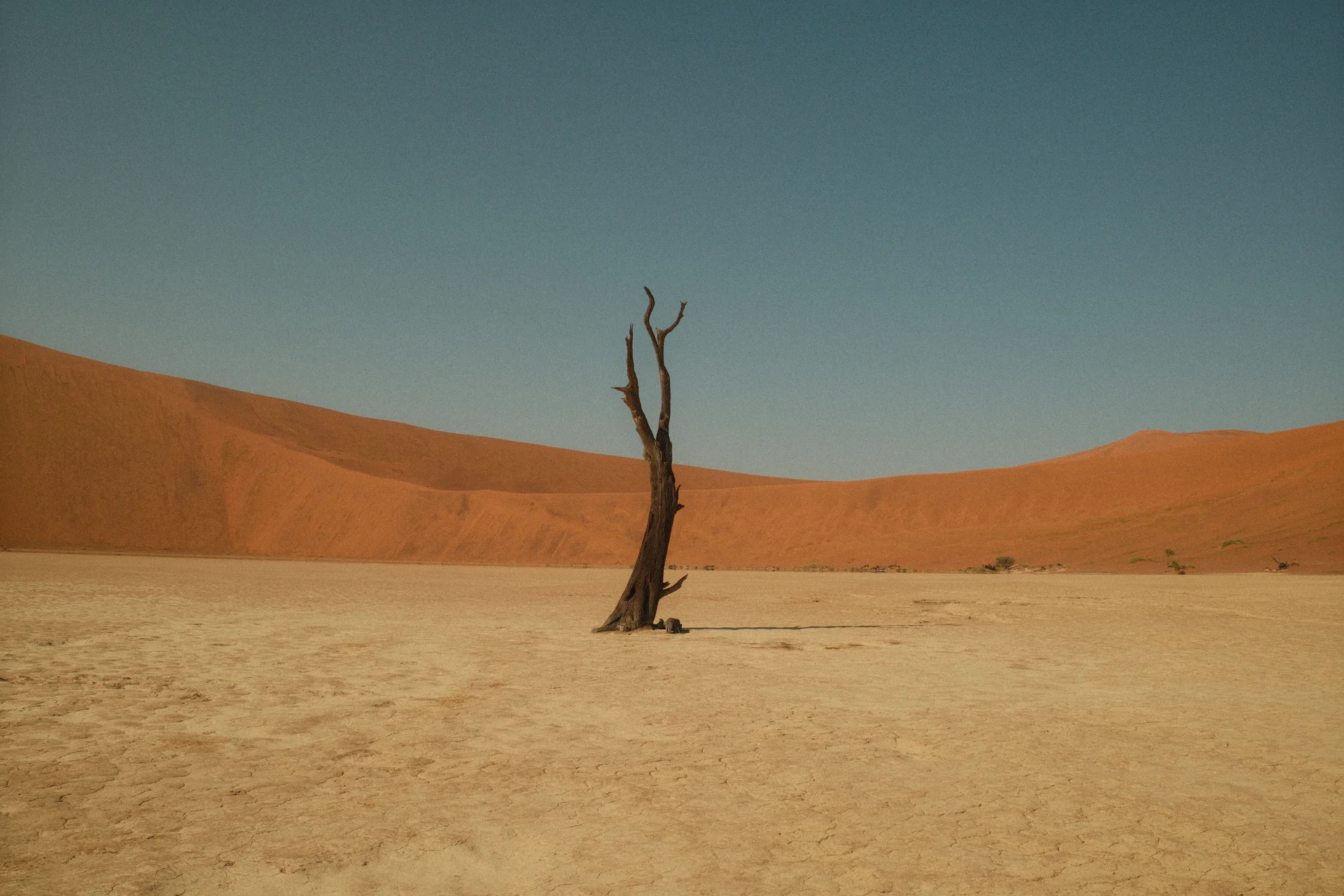 Arbre mort figé dans le sel blanc de Deadvlei