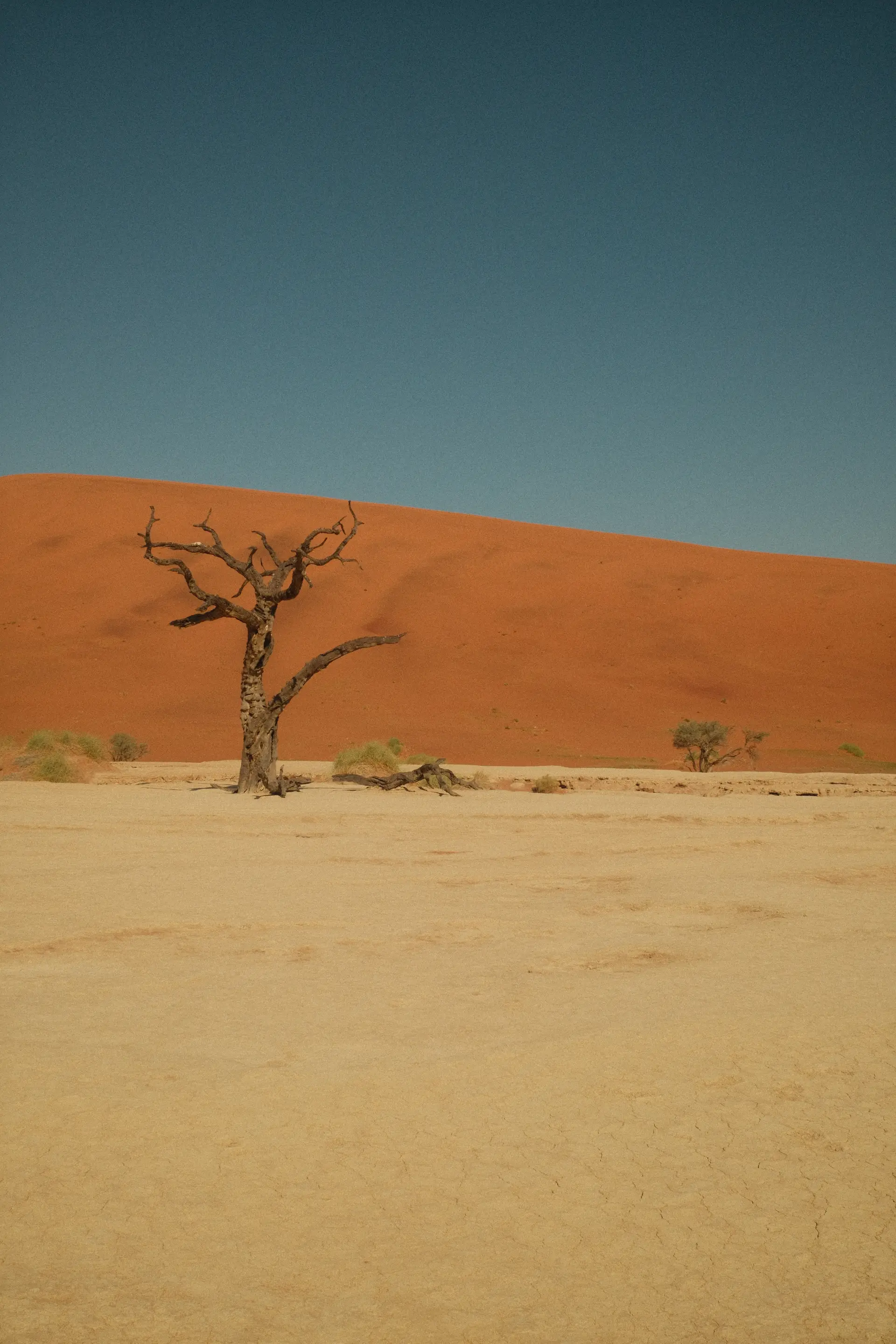 Arbre solitaire au pied d'une dune orange