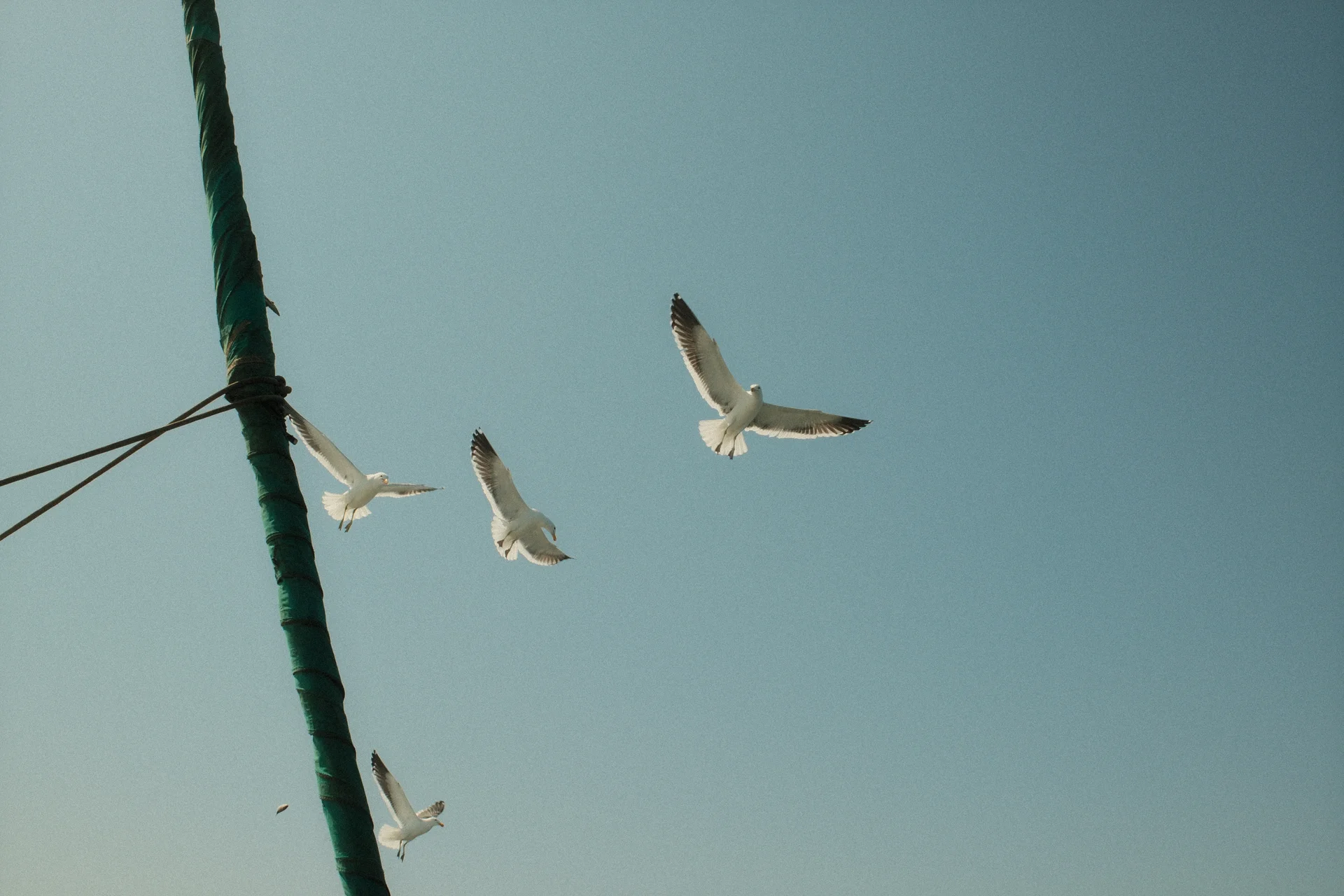 Vol d'oiseaux au-dessus d'un ponton côtier