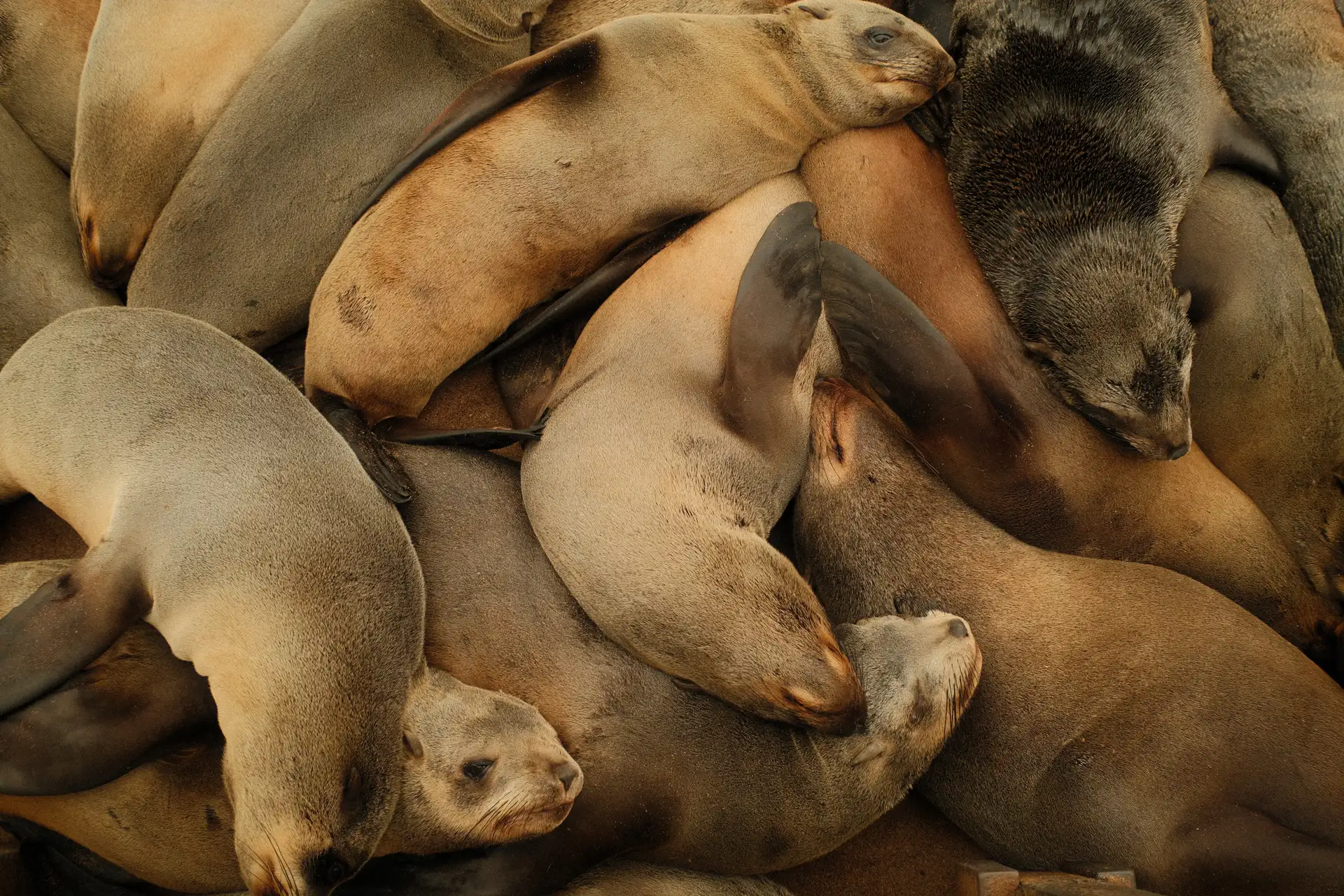 Otaries entassées les unes contre les autres sur le sable