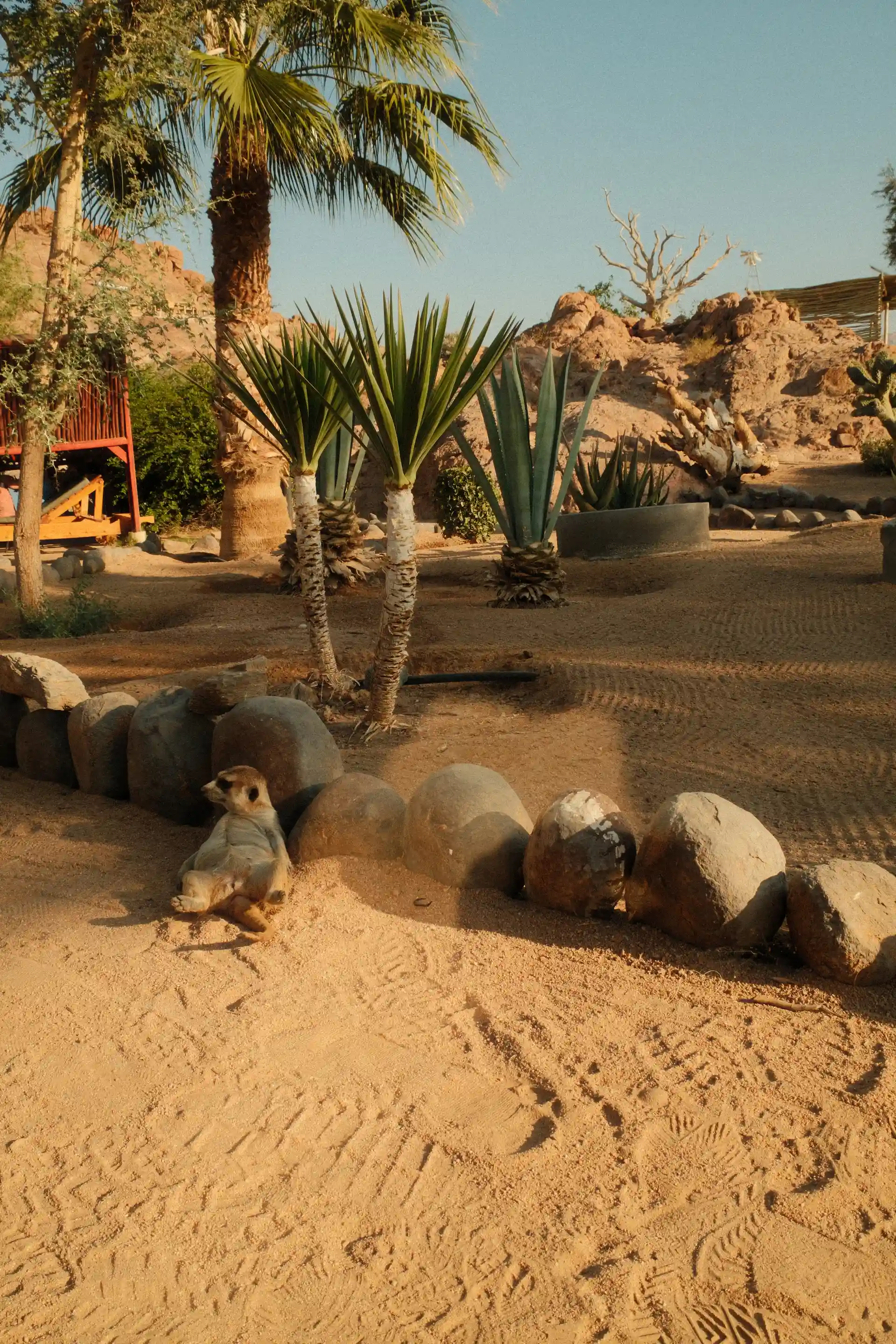 Tirage fine art — Suricate posé sur un rocher