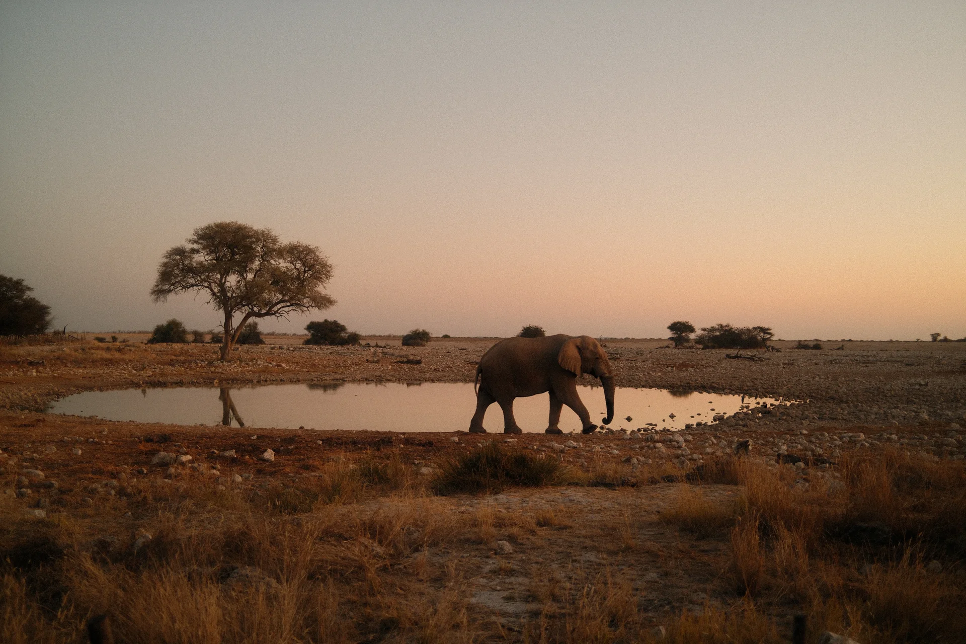 Éléphants au point d'eau au crépuscule dans le parc d'Etosha