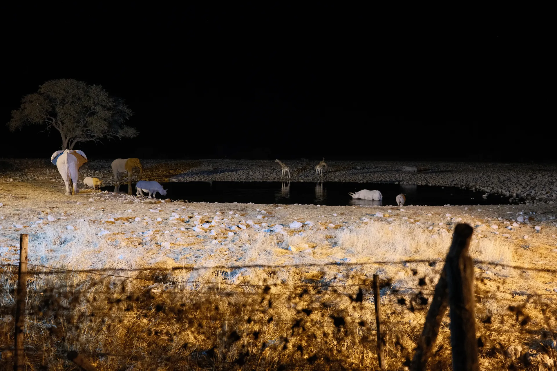 Point d'eau nocturne fréquenté par la faune