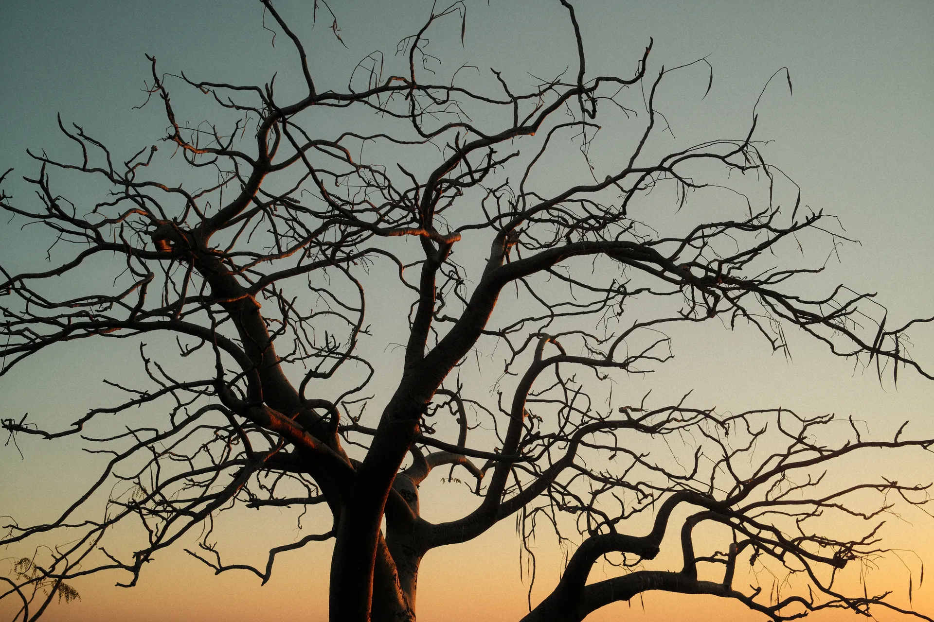 Silhouette dénudée d'un arbre dans la savane