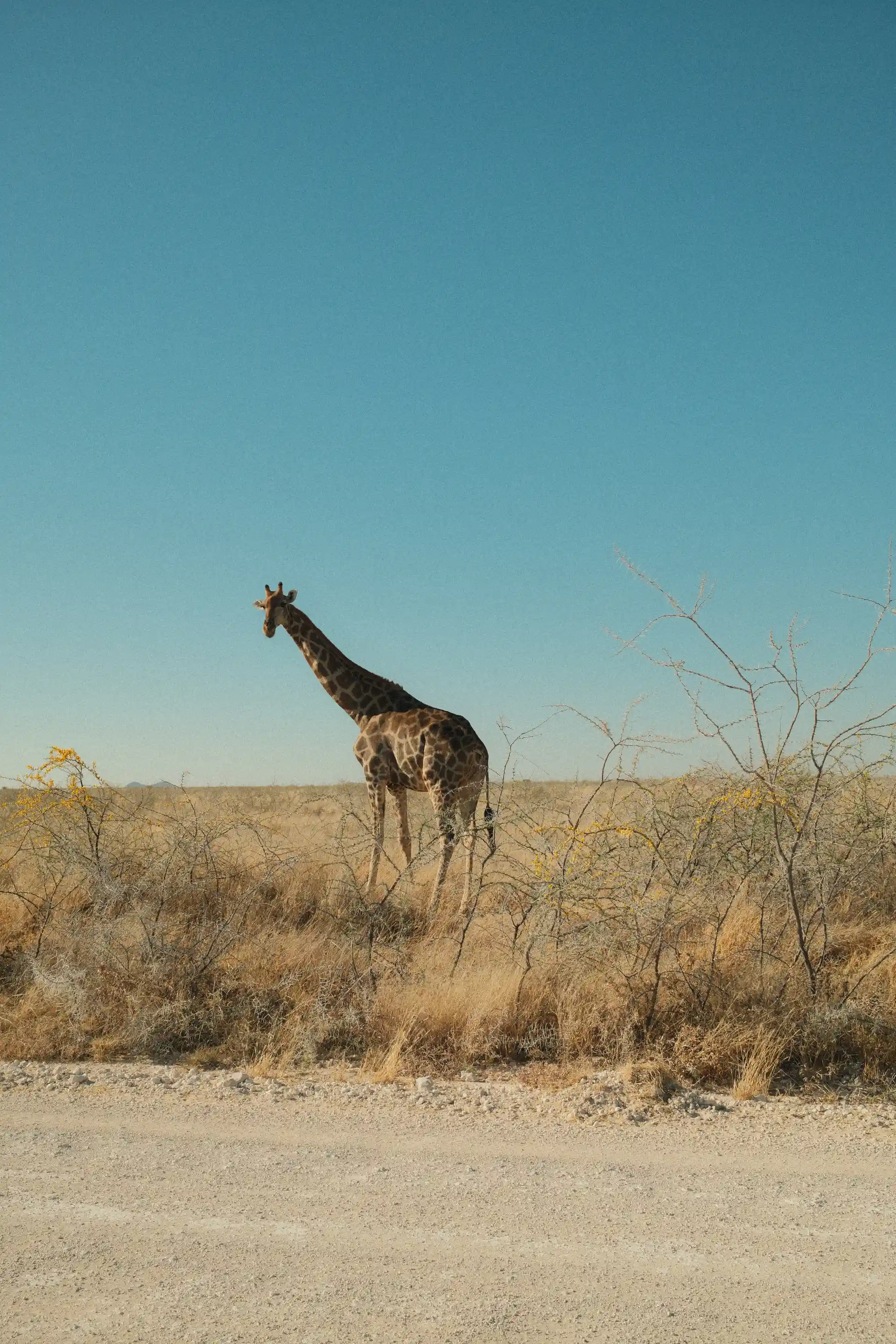 Girafe se découpant dans la savane namibienne