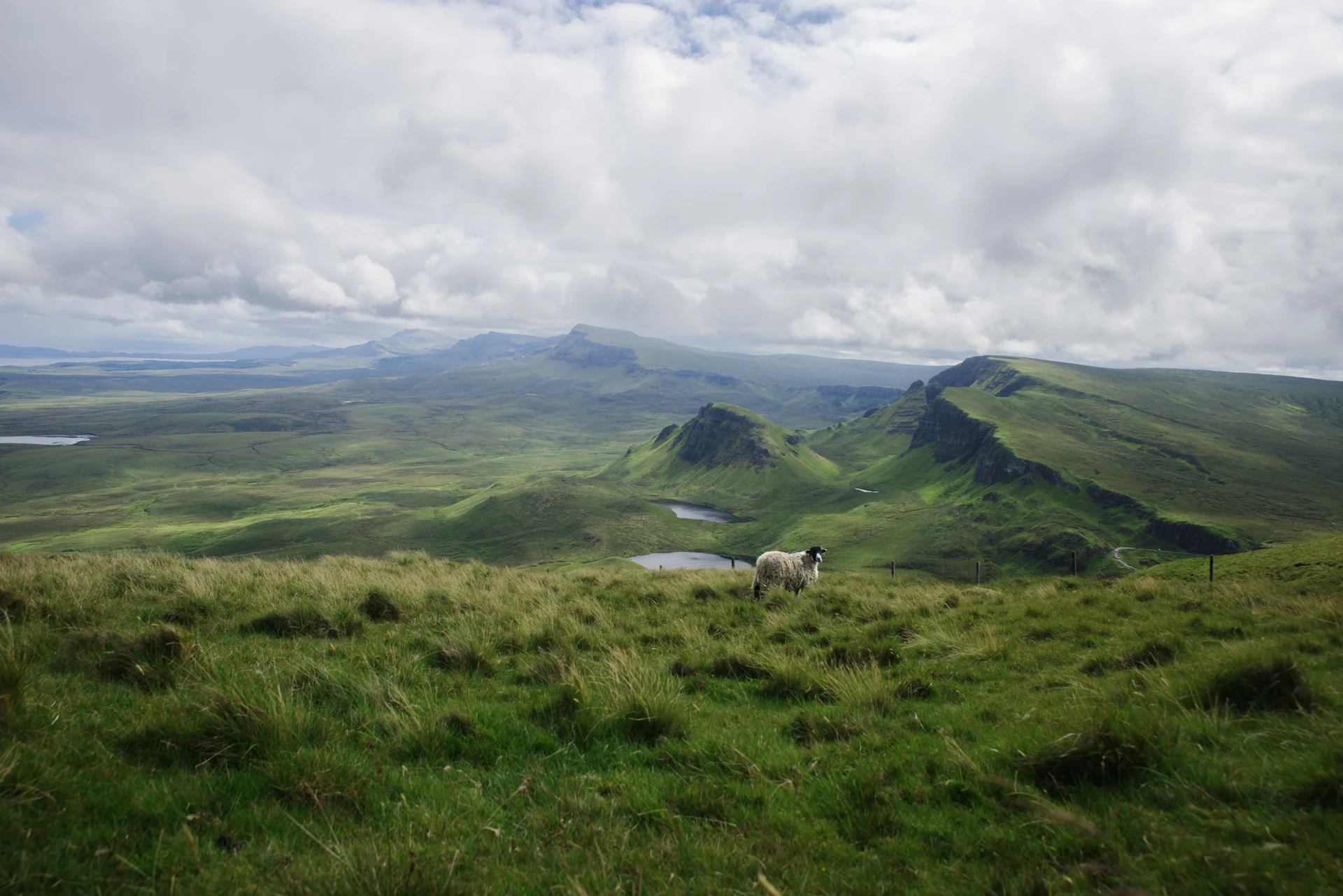 Mouton perdu dans les Highlands