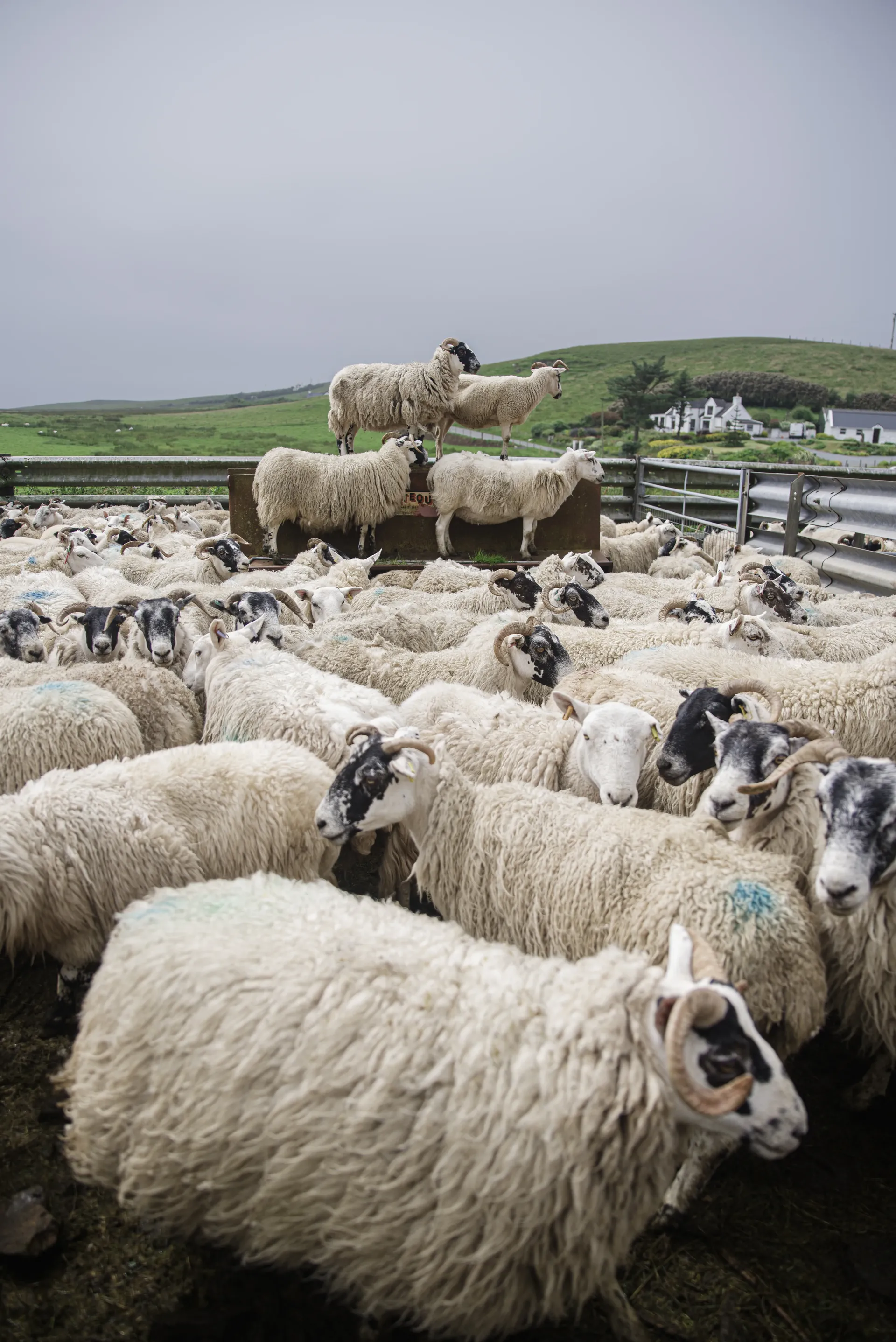 Portrait dans la campagne écossaise