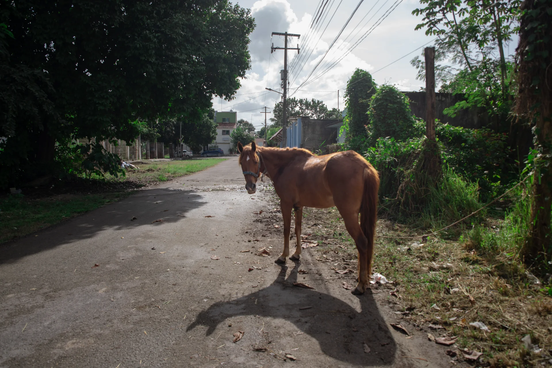 Tirage fine art — Ruines mayas