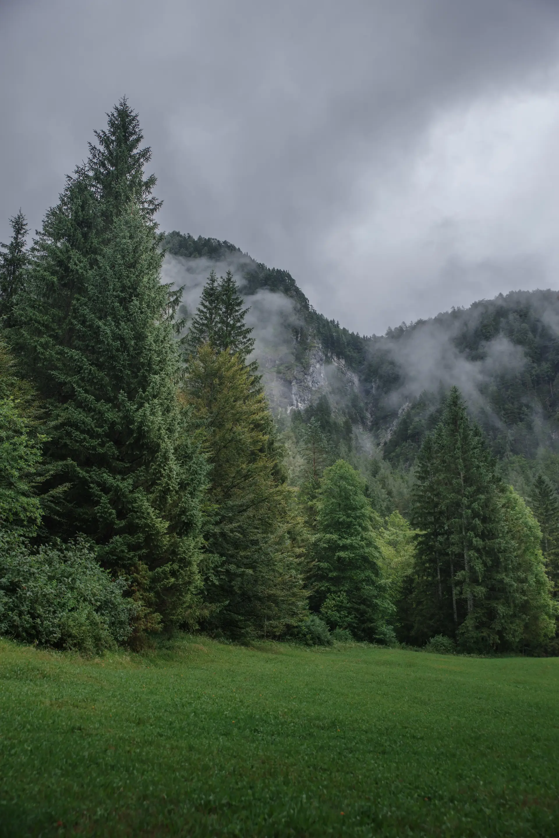 Forêt slovène dans la brume