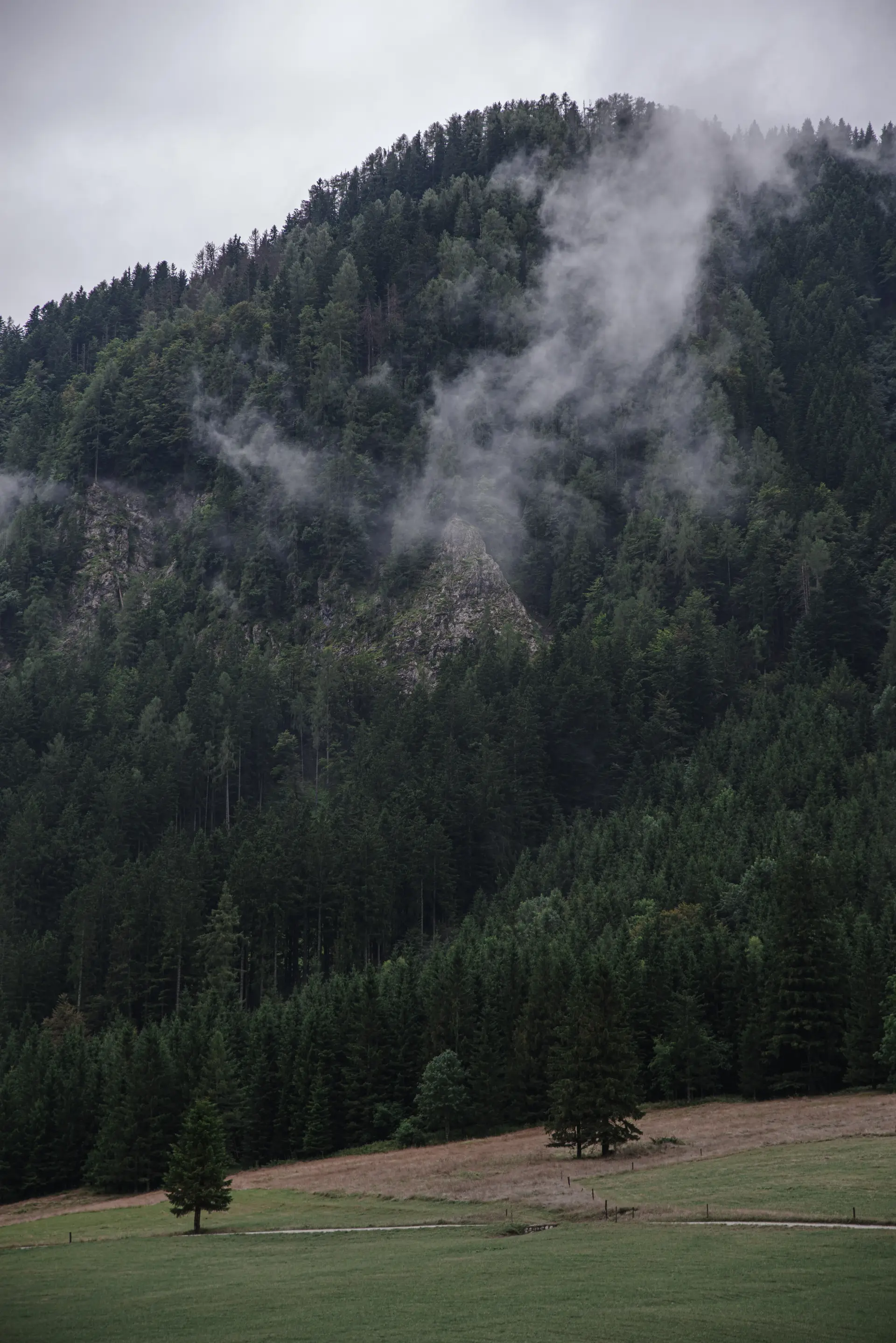Sapins couverts de brume