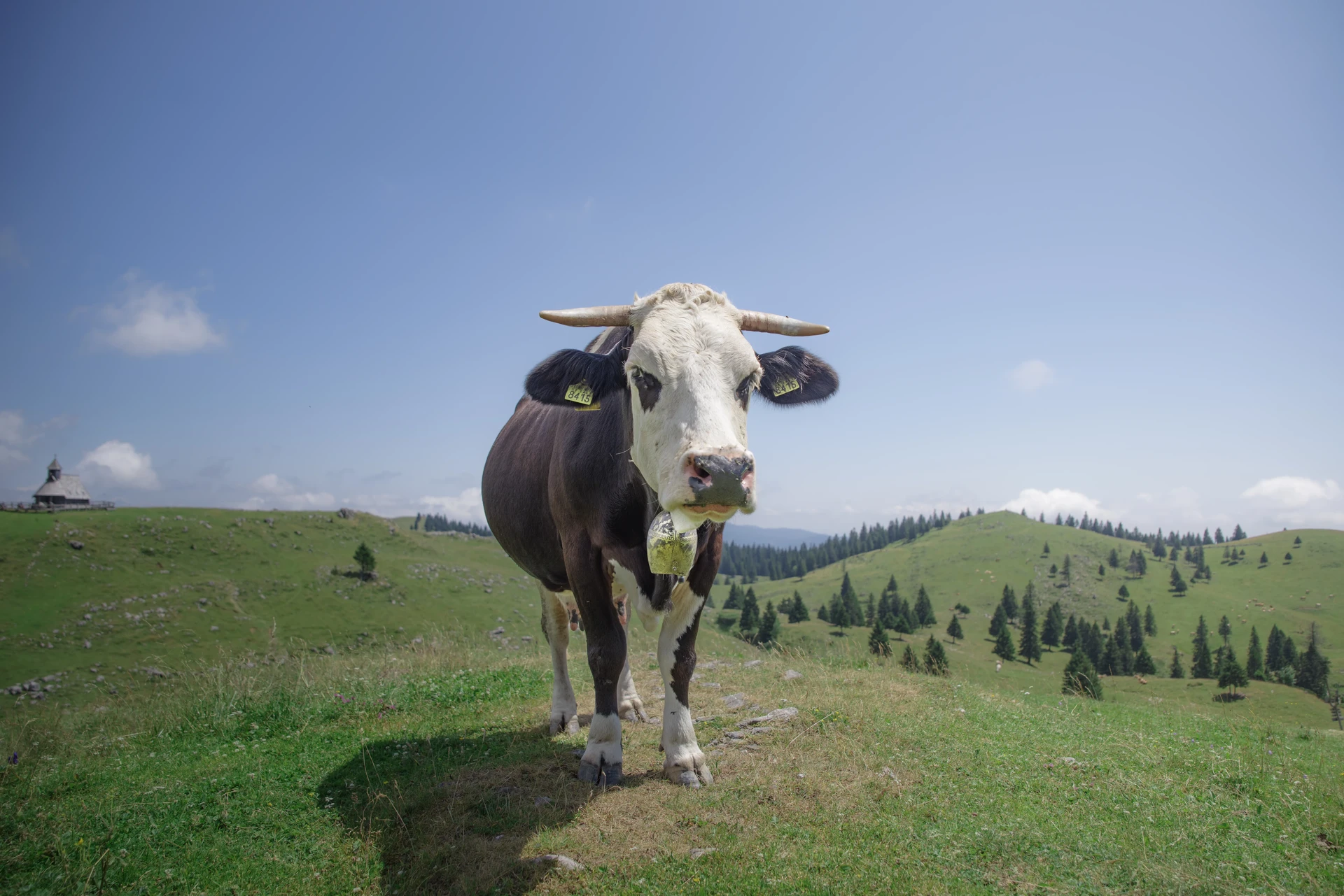 Vaches dans les alpages slovènes